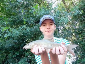 Barbel