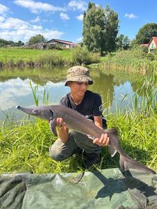 Sturgeon