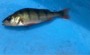 European Perch