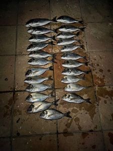 Gilthead Seabream