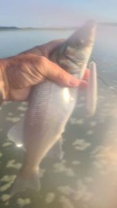 European Bass (Seabass)
