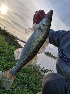 Zander