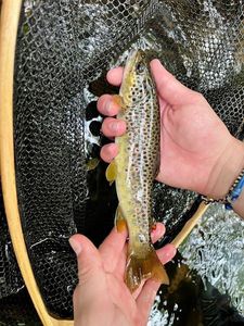 Brown Trout