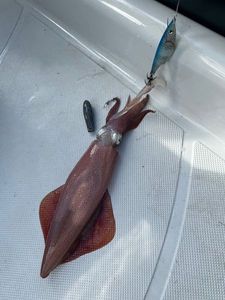 European Squid