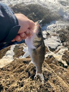 European Bass (Seabass)