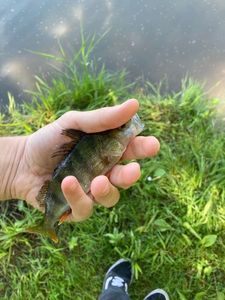 European Perch