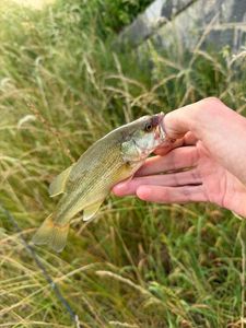 Smallmouth Bass