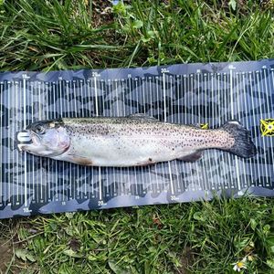 Rainbow Trout