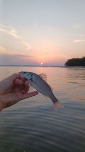 European Bass (Seabass)