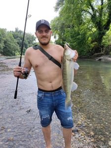 Zander