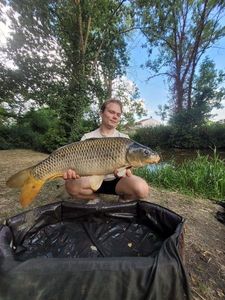 Common Carp