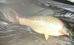 Common Carp