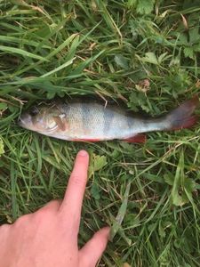 European Perch