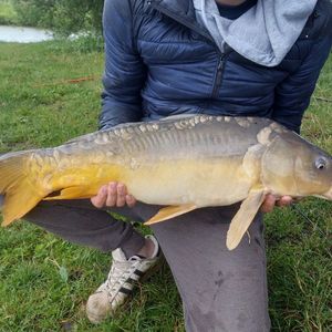Mirror Carp