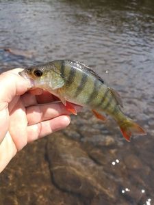 European Perch