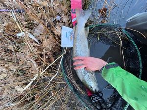 Brown Trout