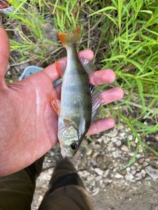 European Perch