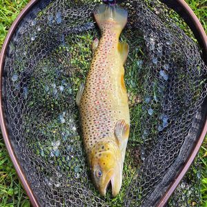 Brown Trout