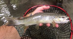 Brown Trout