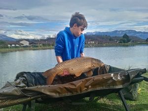 Common Carp