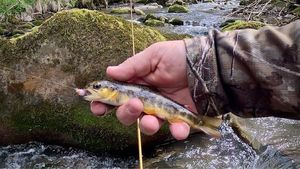 Brown Trout