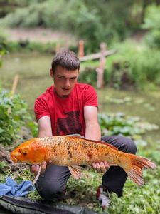 Koï Fish