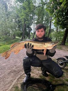 Northern Pike