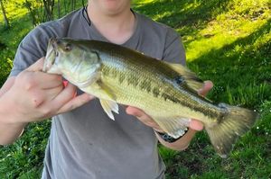 Largemouth Bass