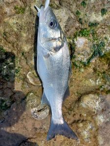European Bass (Seabass)