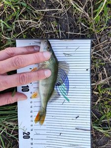 European Perch