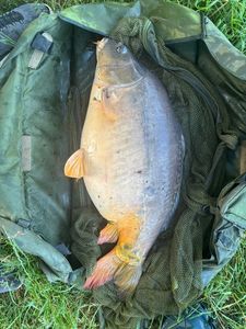 Mirror Carp