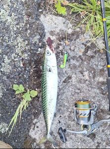 Mackerel