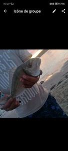 Gilthead Seabream
