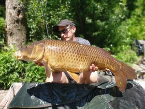 Common Carp
