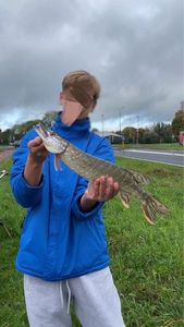 Northern Pike