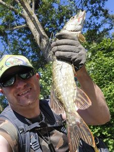 Northern Pike