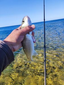 European Bass (Seabass)