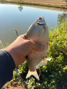 Crucian Carp