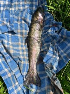 Rainbow Trout