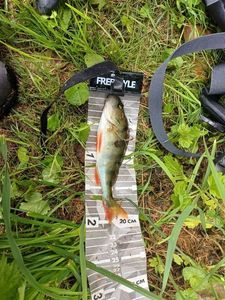 European Perch