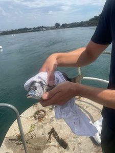 Common Two-banded Seabream