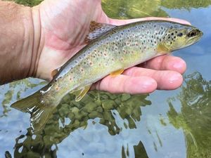 Brown Trout