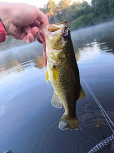 Largemouth Bass