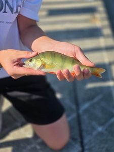European Perch