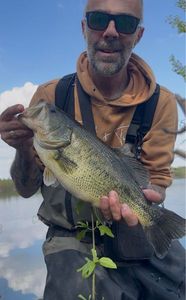 Largemouth Bass