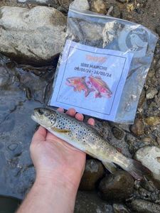Brown Trout