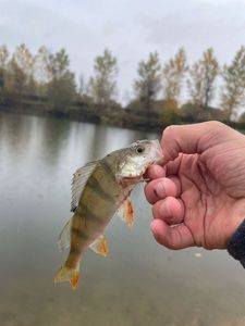 European Perch
