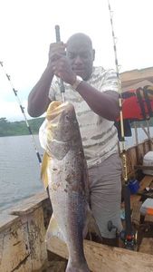Giant African Threadfin