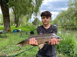 Common Carp