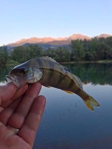 European Perch